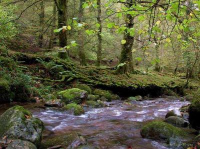 RESERVA  NACIONAL DE SAJA